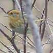 Nelson's Sharp-tailed Sparrow